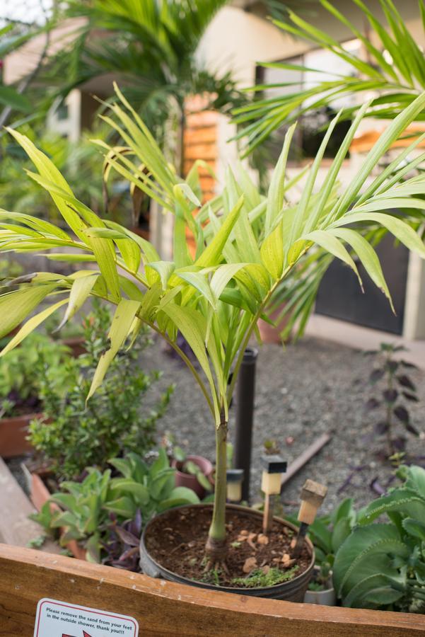 فندق Tamarindo Sunshine المظهر الخارجي الصورة
