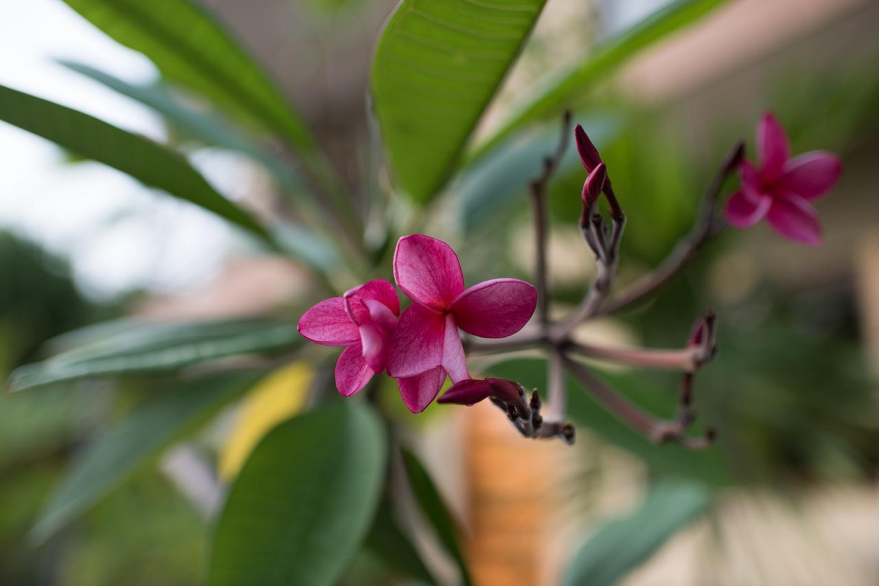 فندق Tamarindo Sunshine المظهر الخارجي الصورة