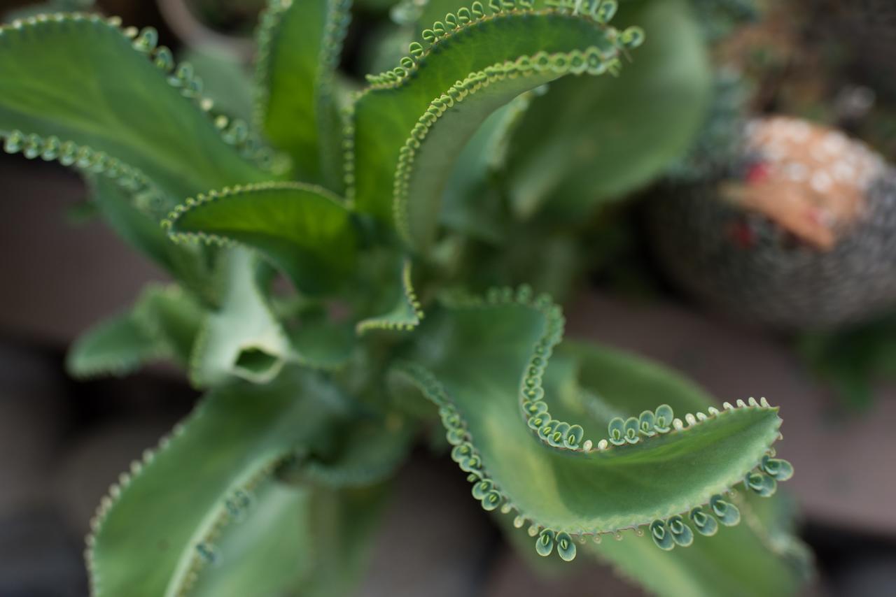 فندق Tamarindo Sunshine المظهر الخارجي الصورة